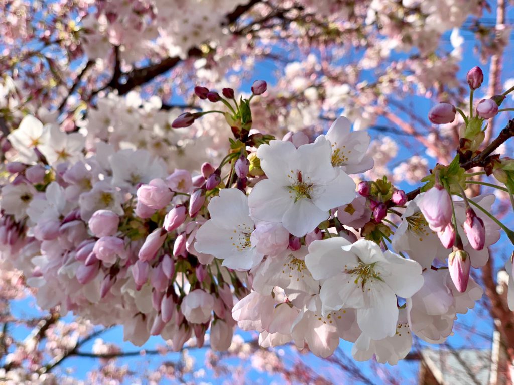 Vancouver Spring by Peach Interior Design
